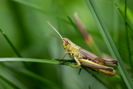 A linen green cricket sits on a blade of grass. The insect hides from predators in the green grass. The background is green.の写真素材