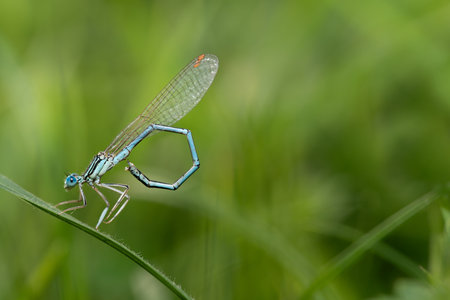 A small blue feather dragonfly sits on a blade of grass against a green background. The dragonfly's body bends in a circle. The background is green.の写真素材