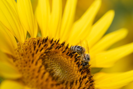 A small honey bee sits on the blossom of a yellow sunflower. The bee is partially covered with...