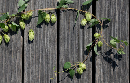 A vine of wild hops forms a frame against a background of dark rustic wood. There is space for text