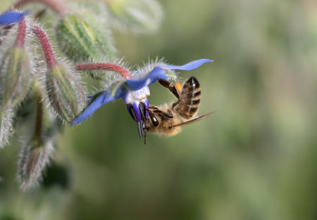 Close-up of a small honey bee hanging at the bottom of the blue flower of borage (Borago officinalis) looking for pollen. Green nature in the background with space for text.の写真素材