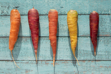 Five freshly harvested carrots without greens, lie next to each other on a blue rustic background. The carrots have different colors because they are different varieties.の写真素材