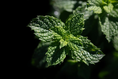 Close-up of fresh peppermint growing outdoors. The mint leaves are photographed from above. There is...