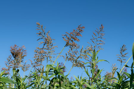 Ripe millet grows in a field in summer. Blue sky in the background. The millet ears are covered with red grains. The leaves are green.の写真素材