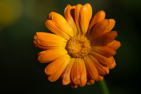 Close-up of an orange blooming marigold whose flower has opened. The background is green. You can clearly see the pollen.の写真素材