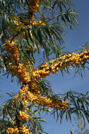 Sea buckthorn (Hippophae rhamnoid) grows on the branches of a plant in autumn. The berries are orange. The leaves are green. The sky is blue in the background.の写真素材