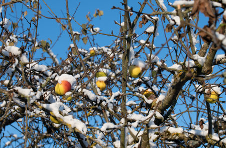 In winter, yellow and red apples still hang on an old apple tree. The branches and apples are covered with snow. Blue sky in the backgroundの写真素材