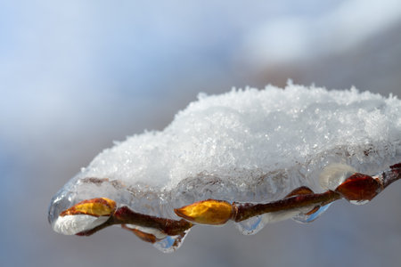 Close-up of the tender buds of a willow tree that are still closed. The thin branches are covered with ice and snow.の写真素材