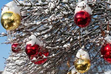 Large red and yellow balls hang on a bare tree in winter. The branches are covered with snow.の写真素材