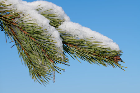Close-up of a branch of a coniferous tree covered in snow and ice. Water drips down and forms an icicle. In the background the blue skyの写真素材
