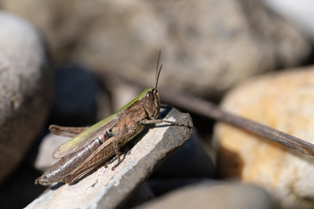 Close-up of a common grasshopper resting on a pebble. In the background there are stones and a dry stalk. There is space for textの写真素材