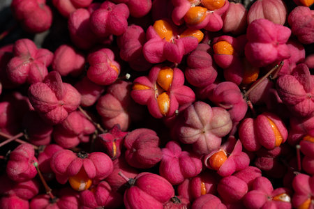 Close-up of many red berries of the common spindle bush (Euonymus europaeus) lying next to each other and forming a background.の写真素材