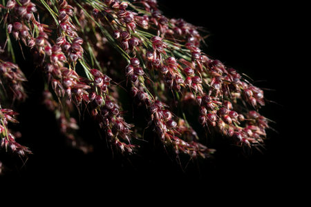 Close-up of the grains of ripe millet still attached to the plant. The millet is ripe. The grains are red. The background is dark. There is space for text.の写真素材