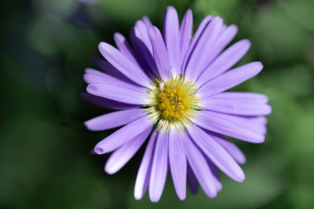 Close-up of the flower of an aster from above. The purple petals are clearly visible. In the middle is the yellow pollen. Green, washed-out structures in the background.の写真素材