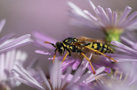 An injured wasp climbs between the flowers of an aster. The flowers are pink. The wasp is missing a wing. The wasp is looking for food.の写真素材