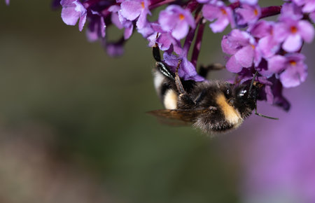Close-up of a bumblebee hanging on a lilac flower from below. In the background that is blurred, plenty of space for text.の写真素材