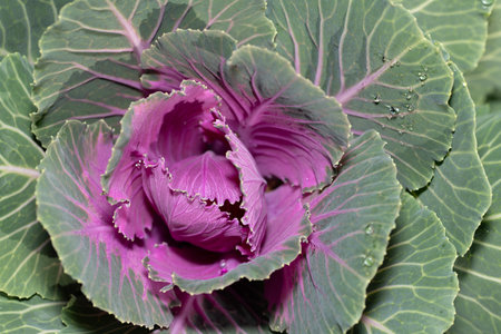 Close-up top view of an ornamental cabbage that has just bloomed. The inside of the flower is pink, the surrounding leaves are green. The veins of the leaves are clearly visibleの写真素材