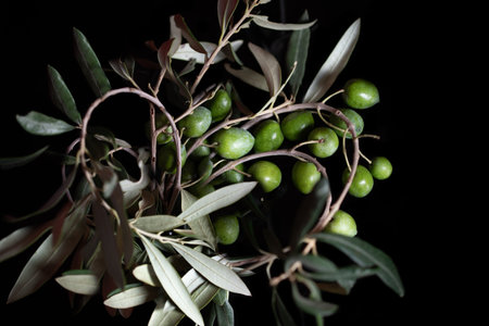 Fresh green olives on a branch form a heart. The fruit and leaves can be seen against a dark background.の写真素材