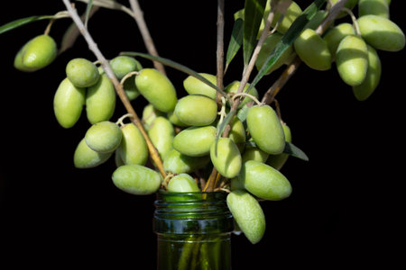 Close-up of fresh olives still hanging on the branches. The twigs are stuck into the neck of a bottle. The background is dark.の写真素材