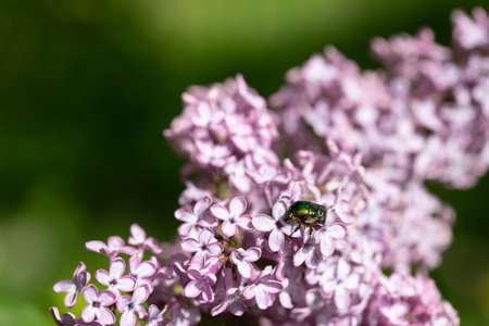 A small green beetle climbing on flowering purple lilac against a green background in nature.の写真素材