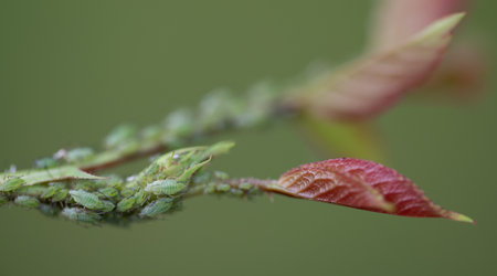 Green aphids climb along the stem of a rose. You can see the leaves of the plant against a green background.の写真素材