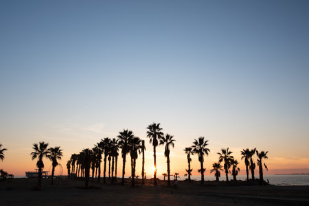 Sunset behind palm trees by the sea. At the bottom you can see the palm trees on the beach, behind which the sun is setting. The sky is dark blue.の写真素材