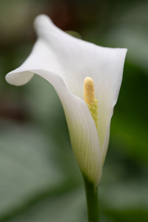 Close-up of a calla lily (Zantedeschia aethiopica) in bloom, its white petals shimmering softly against a green background. The pollen in the center is clearly visible.の写真素材
