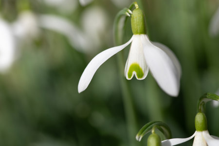 Close-up of the white blossom of a snowdrop. The petals have opened, the calyx is hanging downwards. The background is green in spring.の写真素材