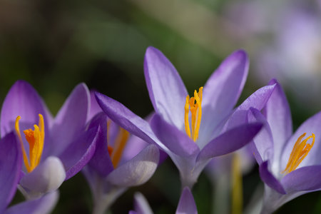Close-up of purple flowering crocus with yellow pollen in the meadow. The sun is shining. It's February.の写真素材