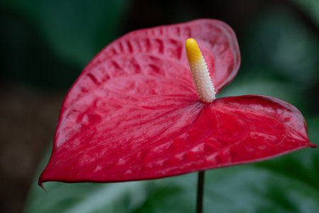 Close-up of the red leaf of a large flamingo flower (Anthurium andraeanum). The flower has its pollen in the center.の写真素材