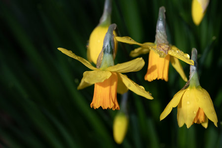 Close-up of yellow daffodils blooming in spring. The calyxes are covered with drops of water. Green leaves in the background.の写真素材