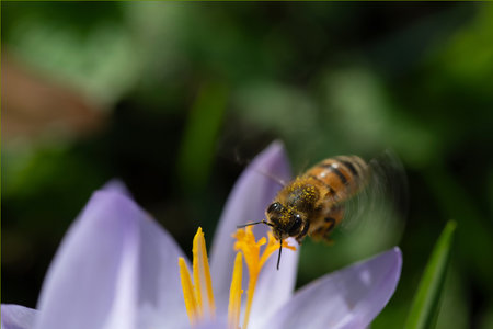 A small honeybee is approaching a purple crocus. The flower is open. The bee is about to land.の写真素材