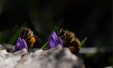 Close-up of two honeybees crawling on a crocus flower from below. The background is dark.の写真素材