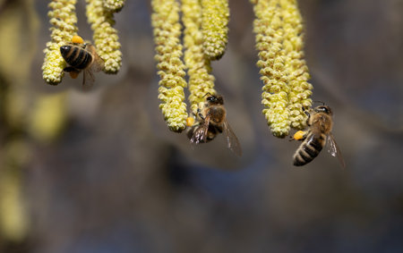 Several bees are hanging from the flowering branches of the hazelnut tree, searching for pollen....