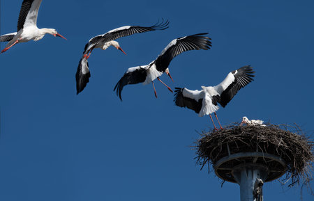Collage and study of a large white stork flying towards the nest with its mate. In the background is the blue sky. The nest is built on a high metal pole.の写真素材