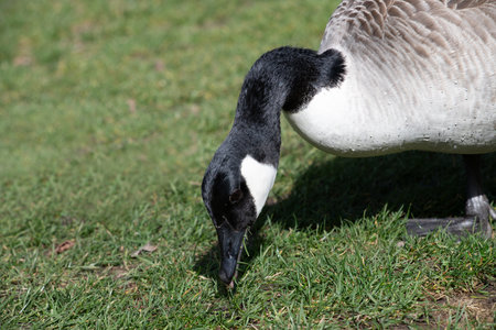Close-up of a wild goose eating grass in a meadow. The feathers are covered with drops of water. The goose has a long black neck. The green meadow in the background.の写真素材