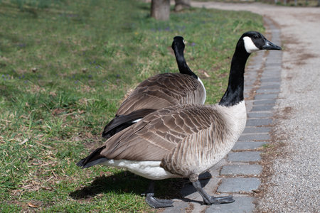 Two wild geese are walking along the footpath on the meadow in a park. The free-living birds settle close to humans.の写真素材