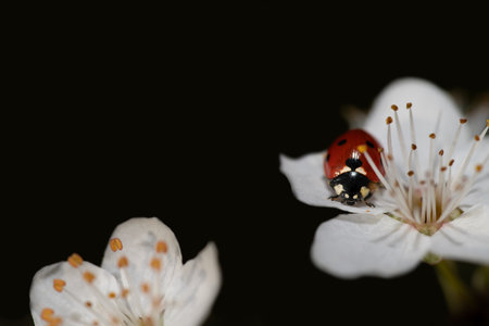 A small red ladybug sits on a white flower. The background is dark. There is space for text