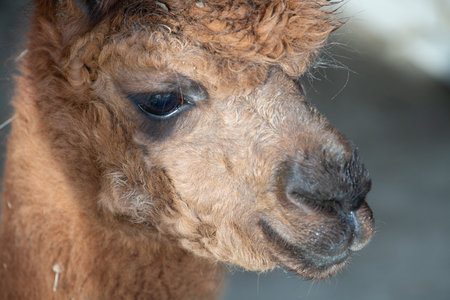 Portrait of the head of a brown alpaca. The large eye and the face are clearly visible. The mouth is closed.の写真素材