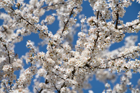 Close-up of a tree crown covered with white flowers. Blue sky in the background. It is the blossom in spring.の写真素材