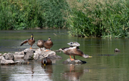 A group of wild mallards stands on stones in the middle of the river. The ducks spread their wings in summer. There are tall reeds in the background.の写真素材