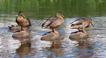 Three wild mallards are sitting on three stones next to each other in the flowing water. It is summer. The ducks are reflected in the water.の写真素材