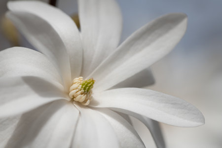 White star magnolia blossom in spring. Blue sky in the background. The petals glow in the sun. It is spring.の写真素材