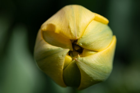 Close-up of the bud of a yellow tulip. The flower is photographed from above. The background is green. Soft light shines on the bud.の写真素材