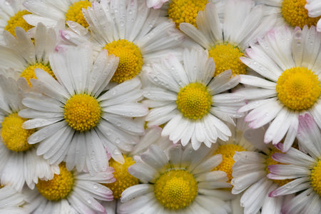 Close-up of a daisy flower in a garden. The petals are white. The pollen is yellow. There are small drops of water on the flowers.の写真素材
