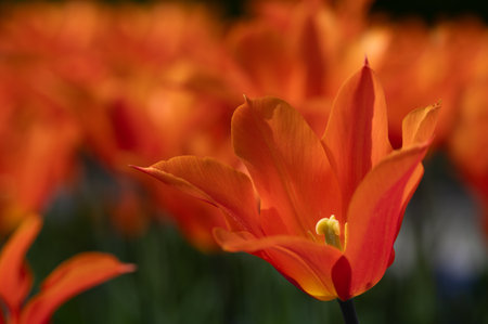 Orange tulips glow in the sun in a field. The pollen is yellow.