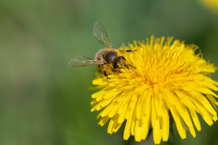 A small honeybee searches for pollen on a yellow dandelion flower. The background is green. The bee is covered in pollen.の写真素材