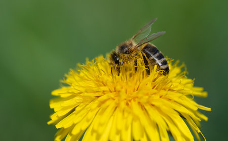 A small honeybee searches for pollen on a yellow dandelion flower. The background is green. The bee is covered in pollen and photographed from the side.の写真素材