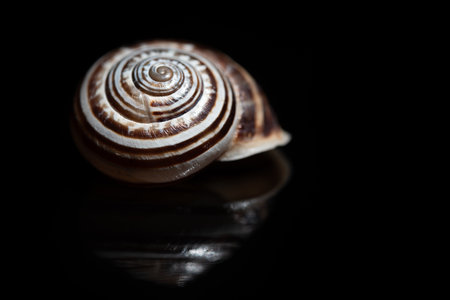 Close-up of the shell of a sea snail. The spirals are clearly visible. The snail shell lies in front...