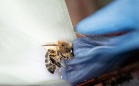 Close-up of a honey bee searching for nectar on a freshly blossomed Stretlizia nicolai. The petals are blue and white.の写真素材